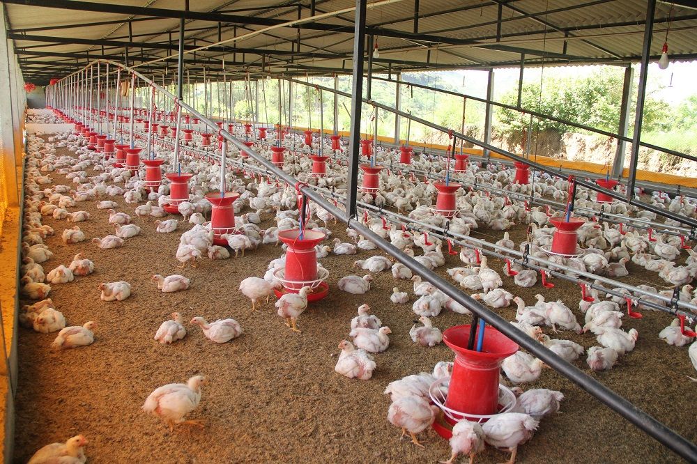 Chick Poultry