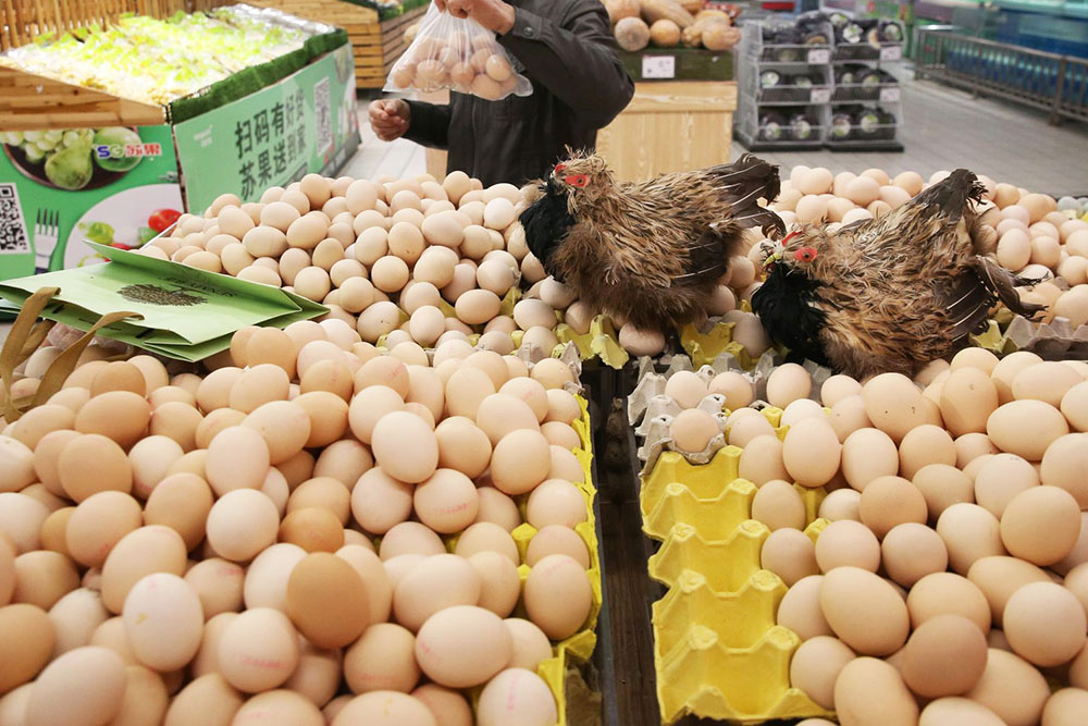 Successful-Poultry-Business-Tips