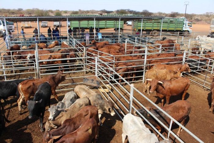 cattle-auction